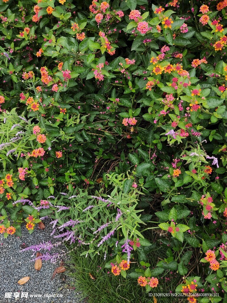 繁茂花丛中的多彩小花
