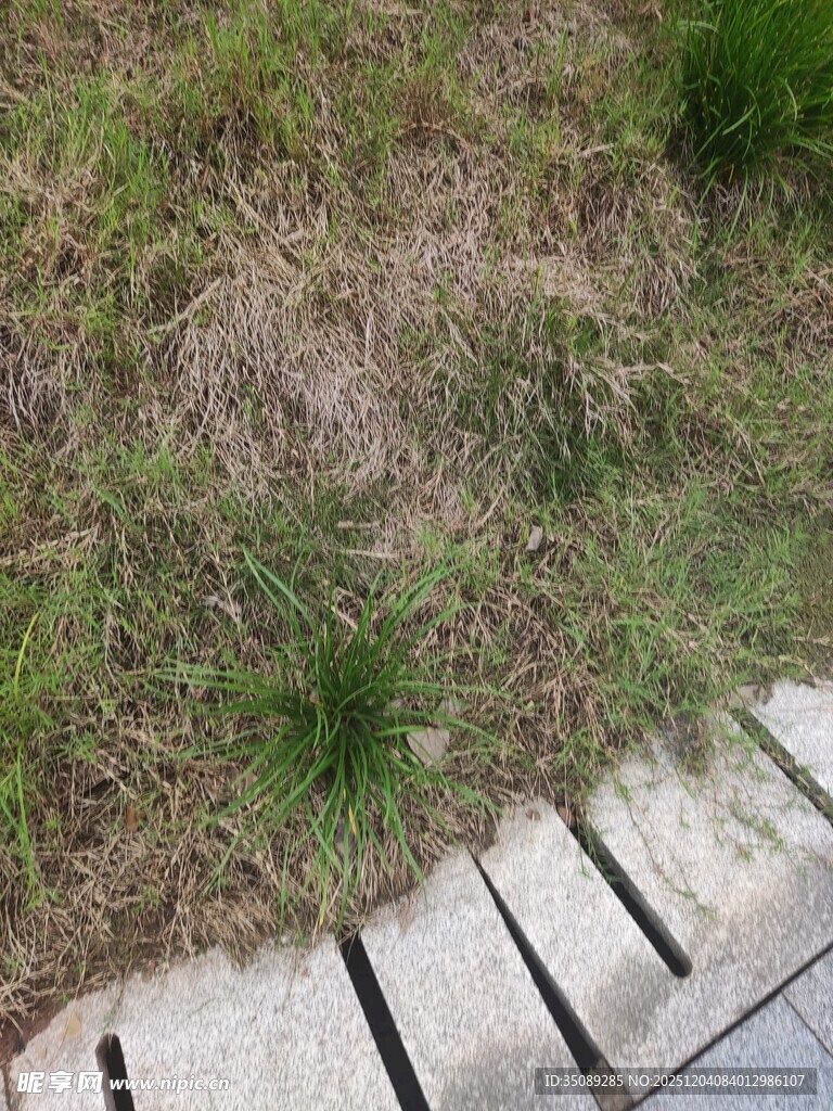 石板旁的草地景观