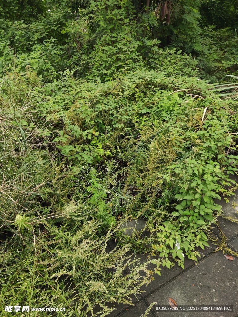 路边繁茂的绿色植物