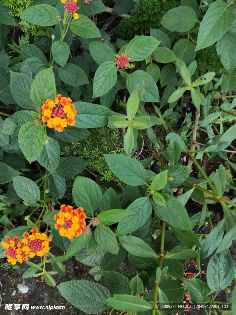 鲜艳多彩的花丛