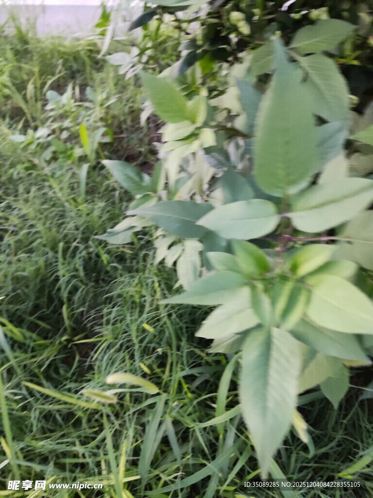 绿叶繁茂的植物景观