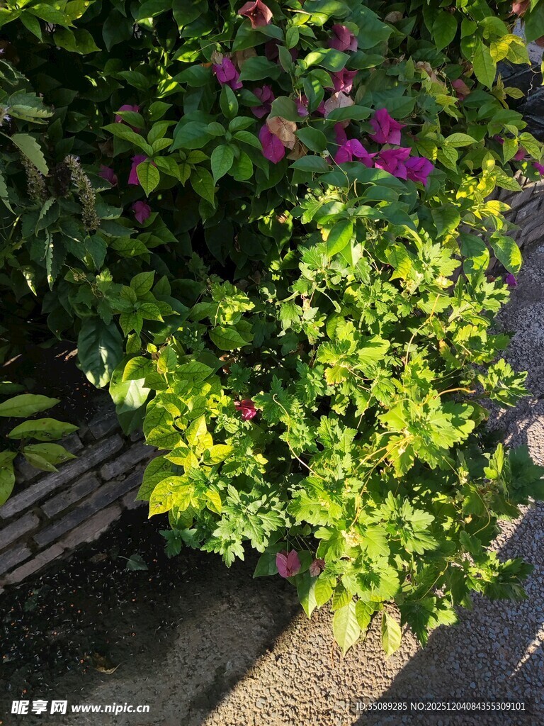 阳光下的多彩绿植花卉