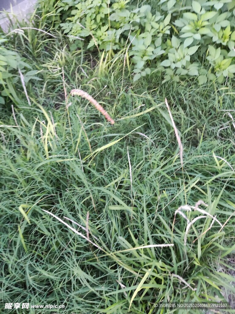 野外茂密的绿色草丛