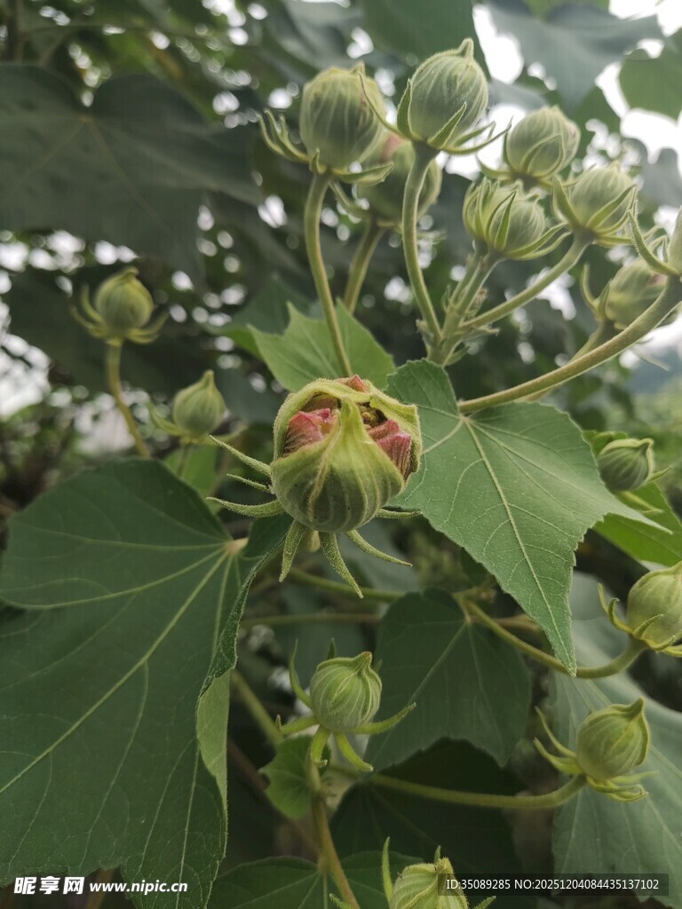 棉株上的未成熟棉铃