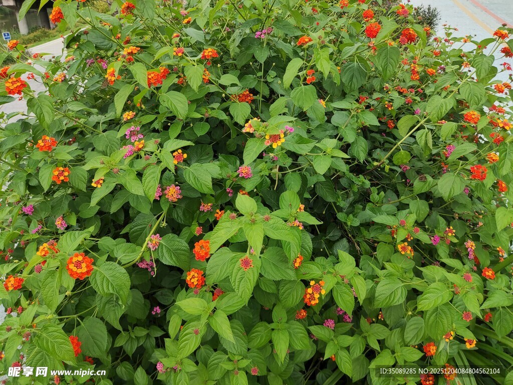 绿叶丛中的橙红小花