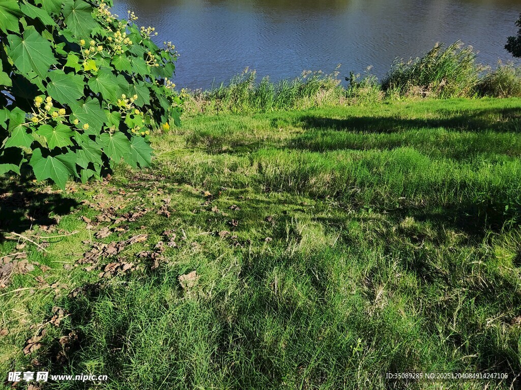 河畔绿意盎然的草地景观