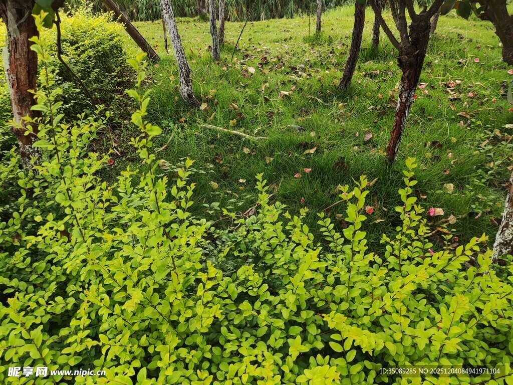 绿意盎然的田园景象