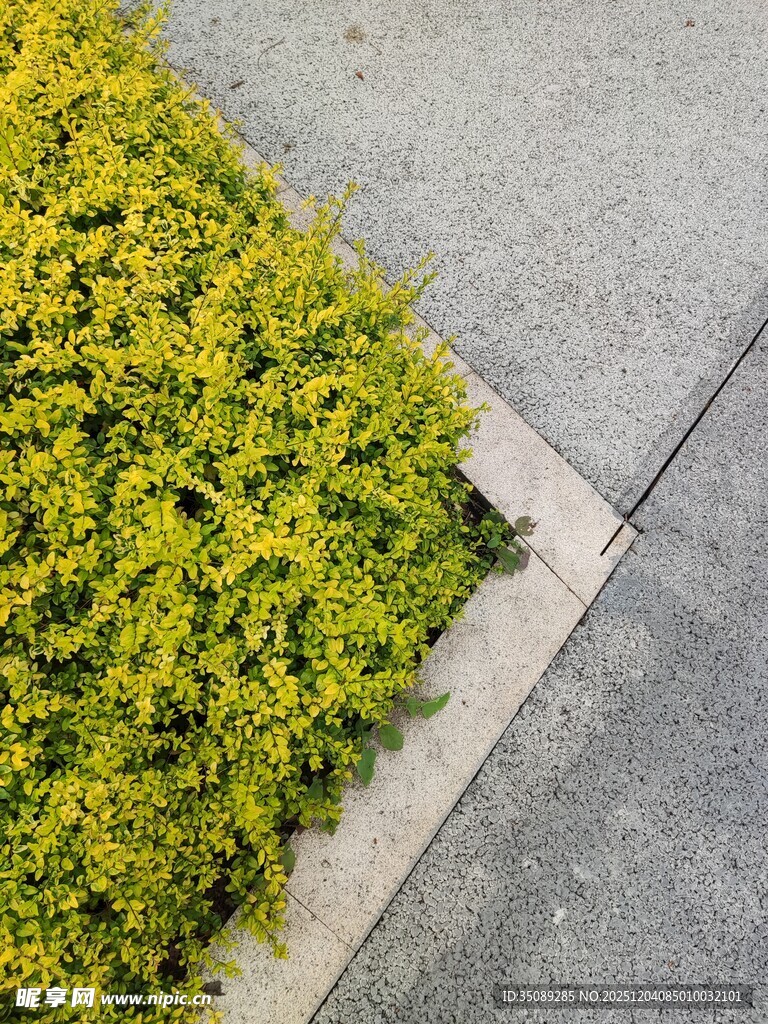 路边嫩绿植物生机盎然