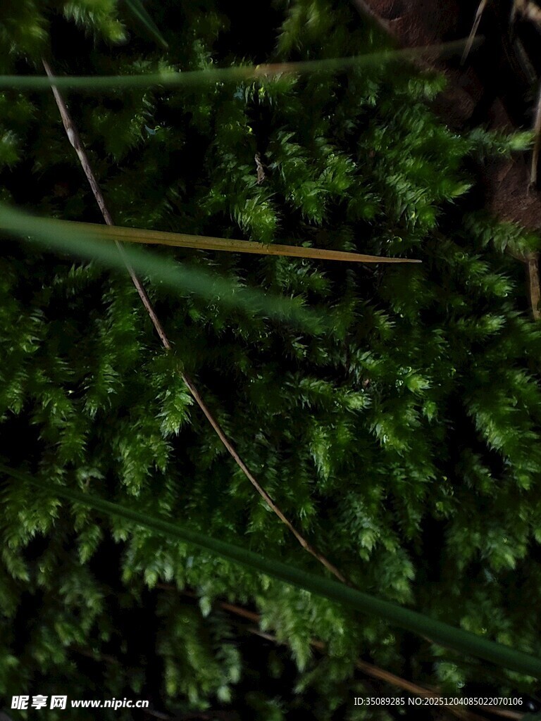 翠绿苔藓与细长草茎