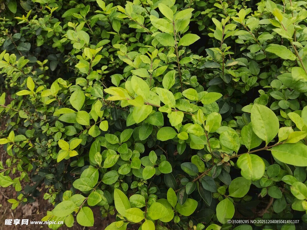 翠绿繁茂的灌木丛