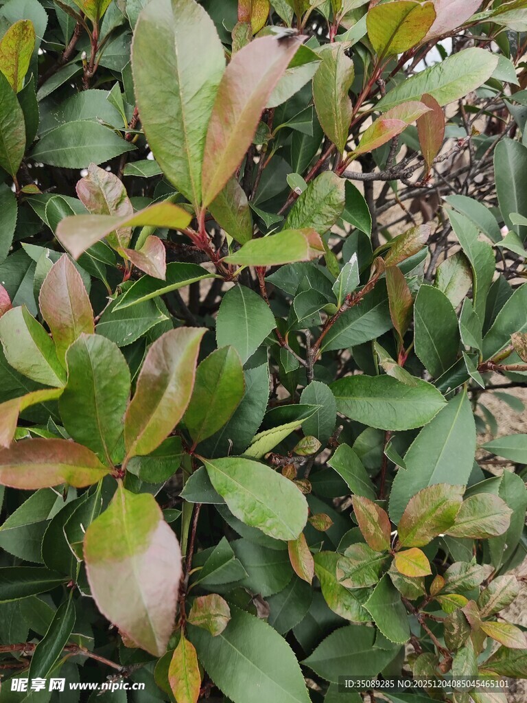 多彩叶片的植物景观