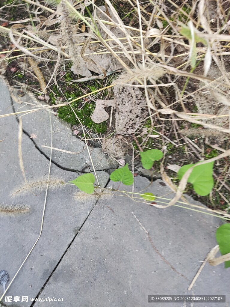 石板缝中生长的嫩绿植物