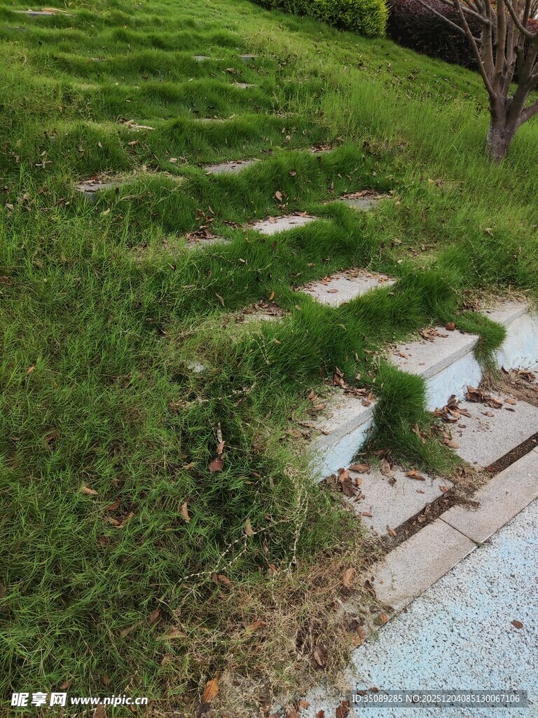 石径穿绿草地景