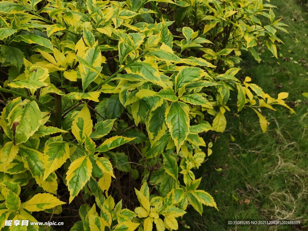 黄绿相间的繁茂植物