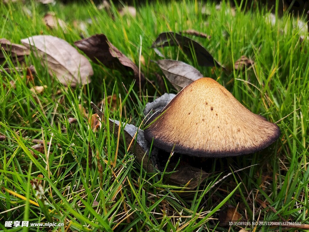 草地上的蘑菇