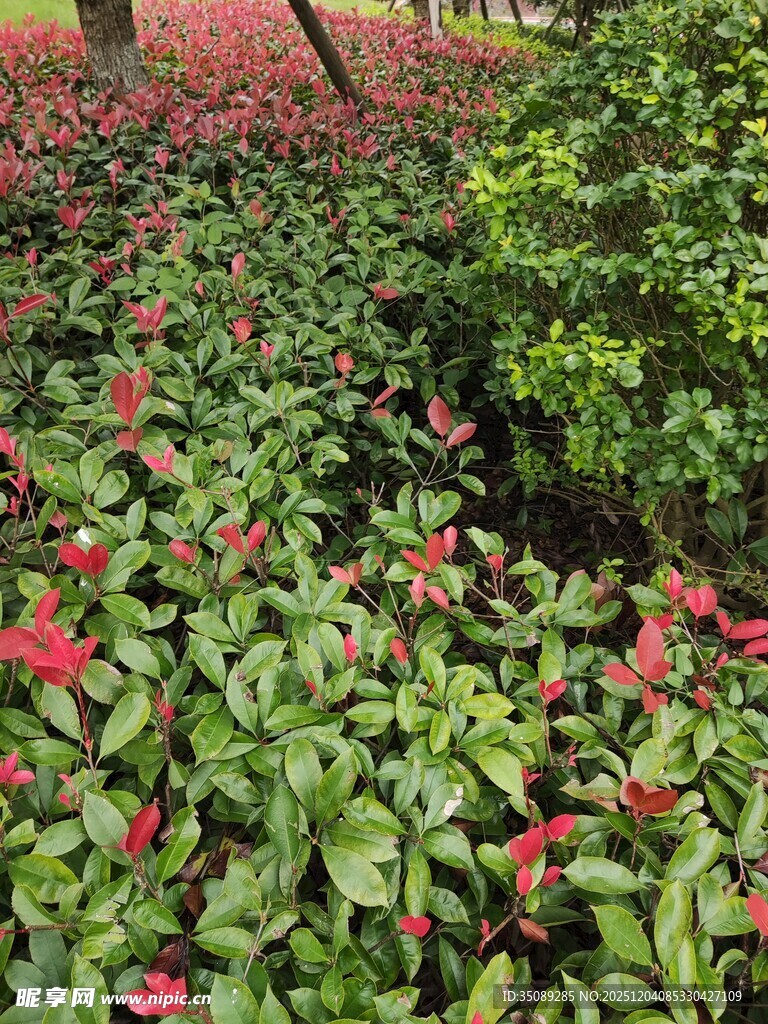 绿叶间的艳丽红花