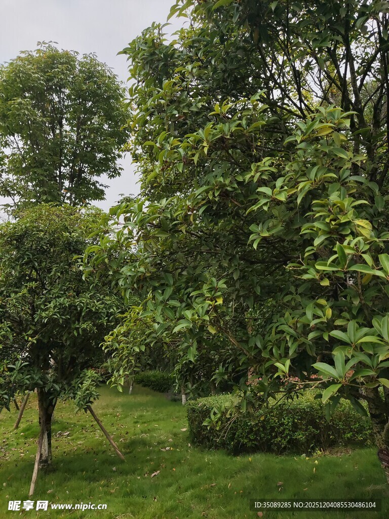 绿意盎然的树林景观