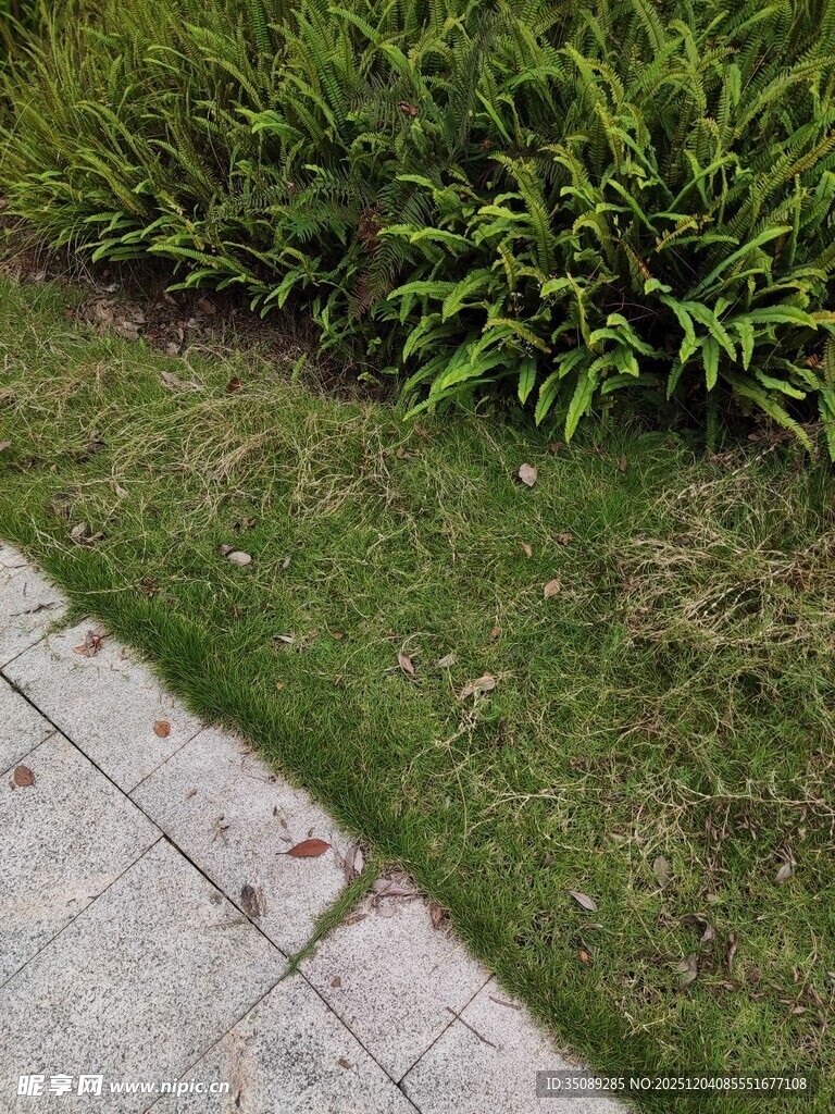 路边绿植与石板路景观