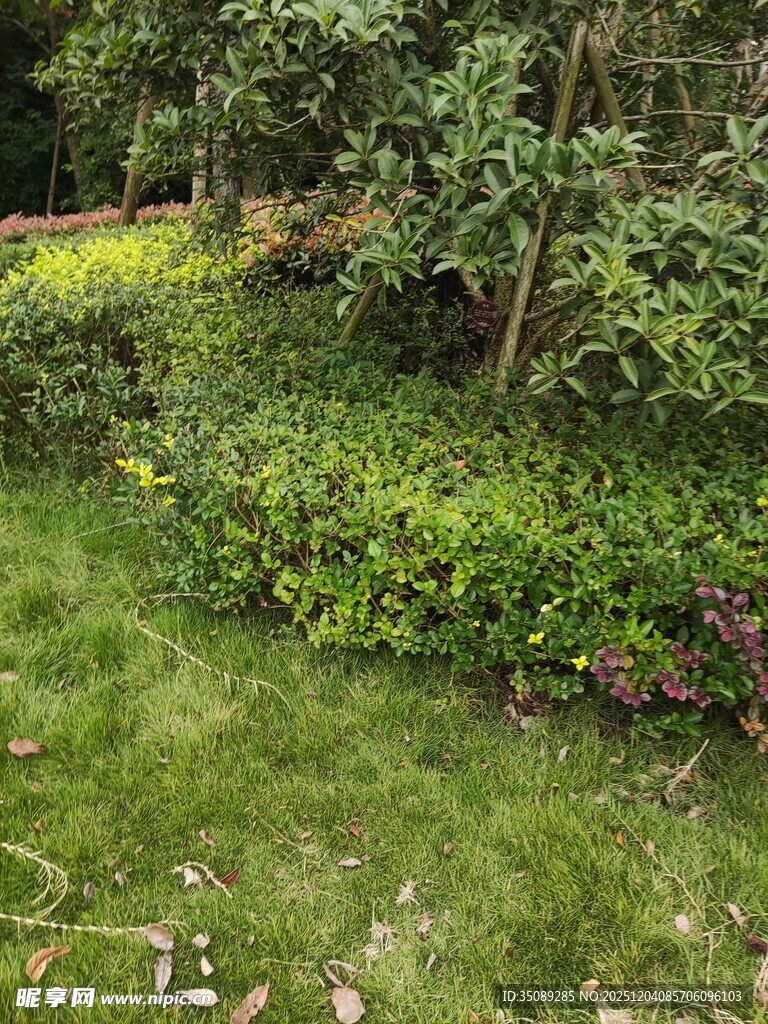 绿意盎然的花园景观