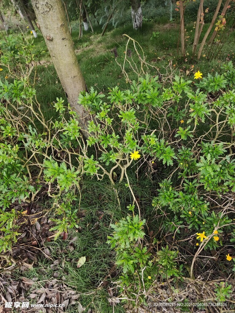 林间绽放的黄色小花