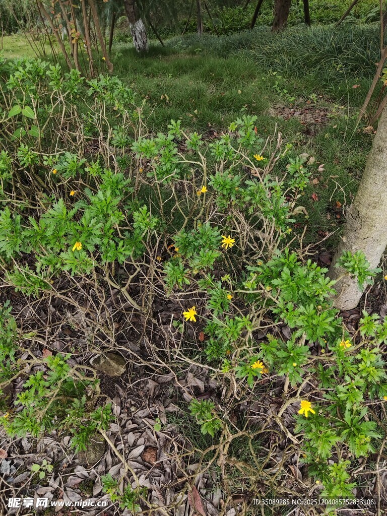 绿叶间绽放的黄色小花