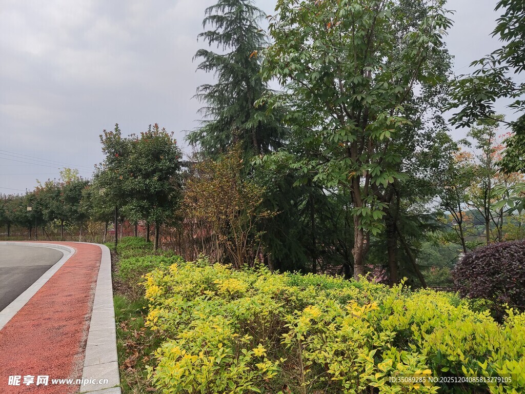 城市路边多彩绿植景观