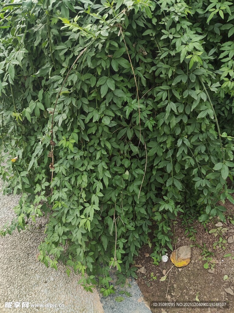 绿叶繁茂的灌木丛