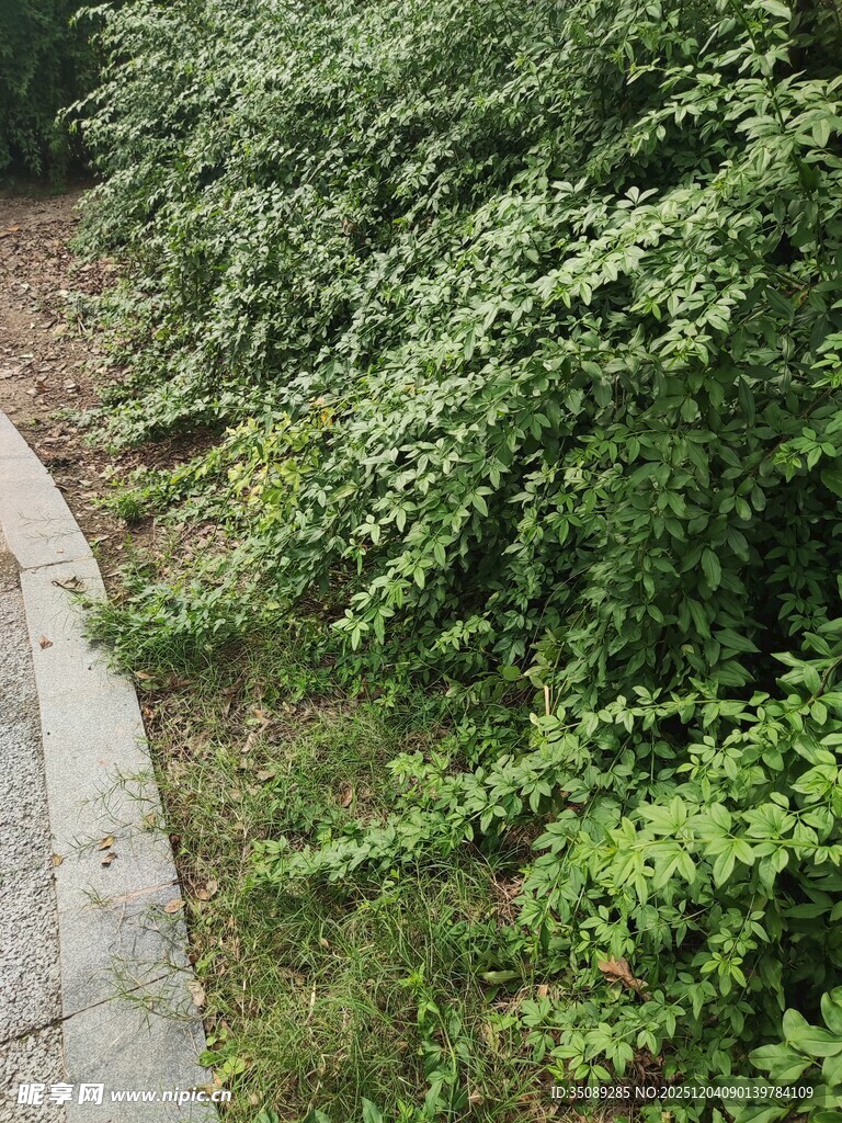 路边葱郁绿植景观