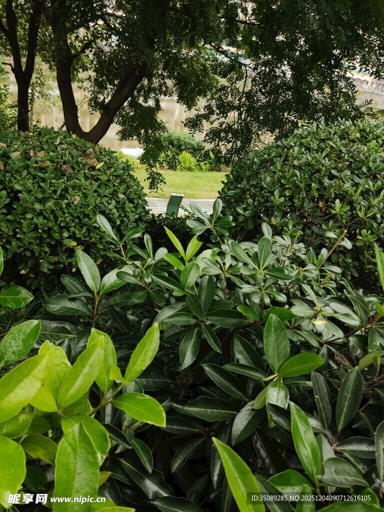 绿意盎然的繁茂植物景观