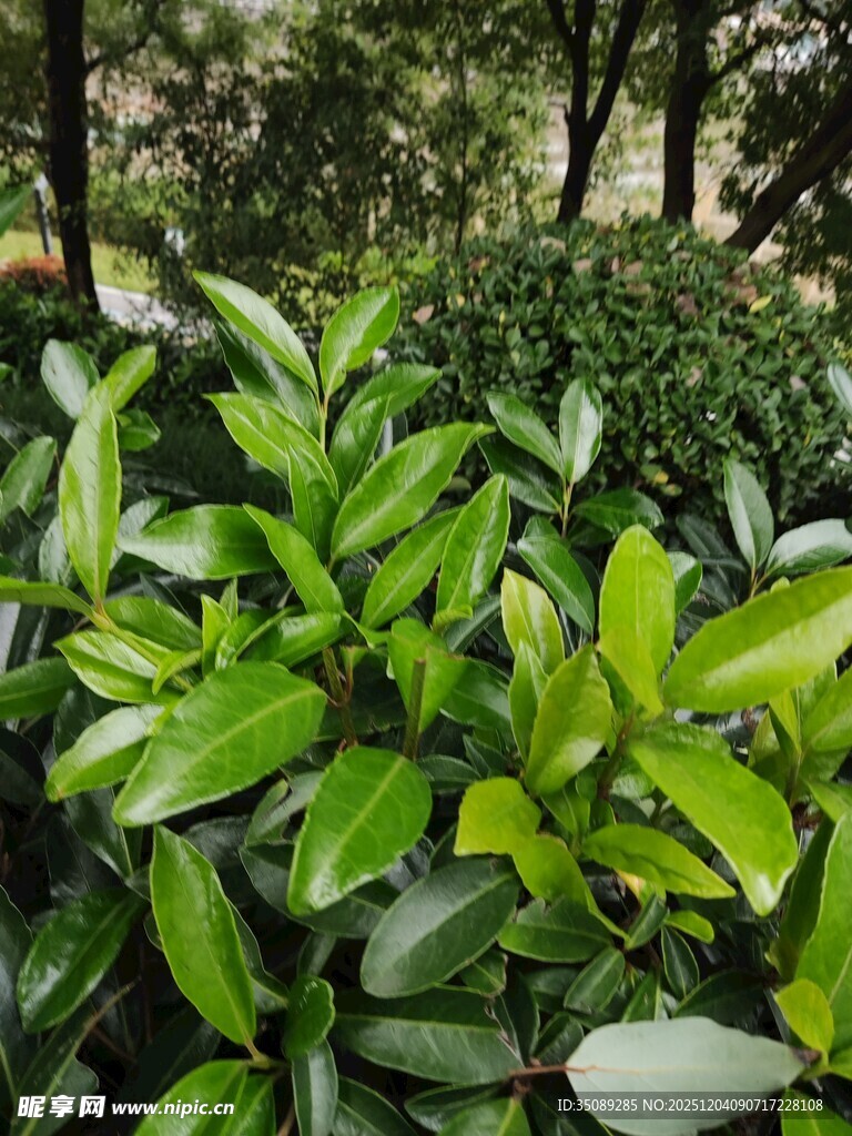 翠绿繁茂的户外绿植景观