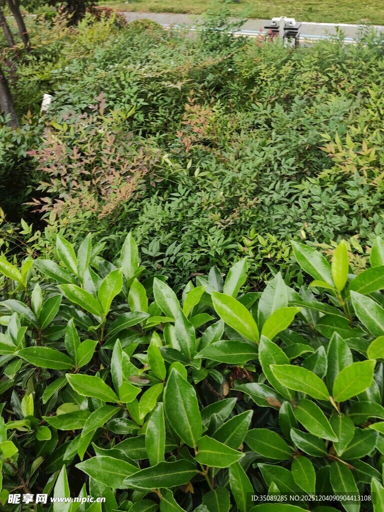 绿意盎然的繁茂植物景观
