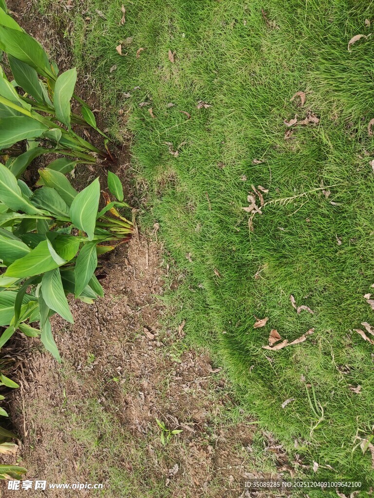 草地与绿植的自然边界