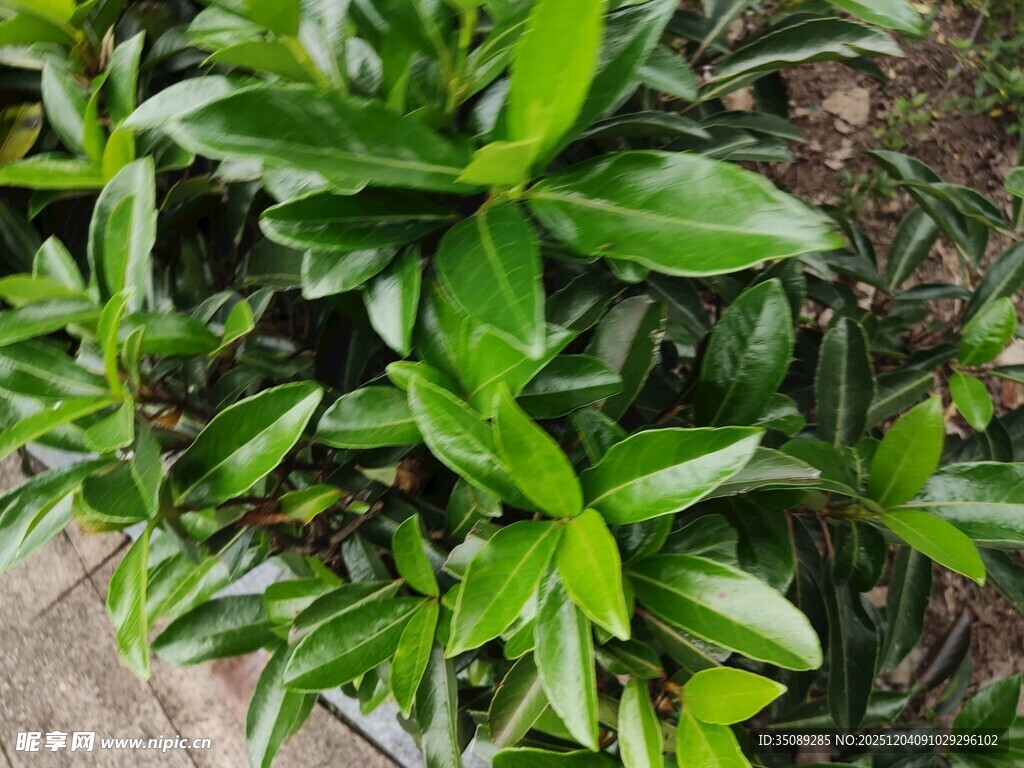 翠绿繁茂的绿植景观