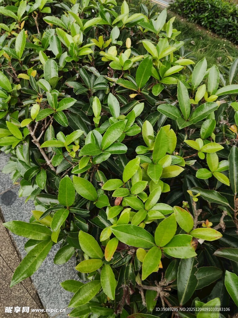 翠绿繁茂的植物景观