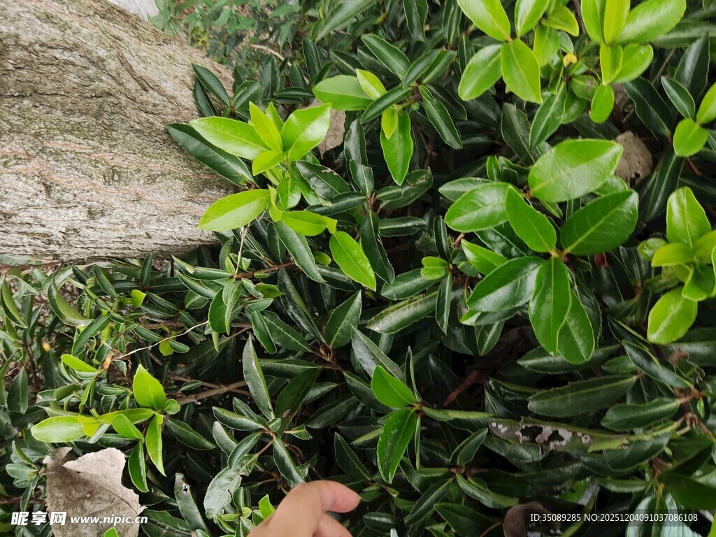 手抚翠绿植物特写