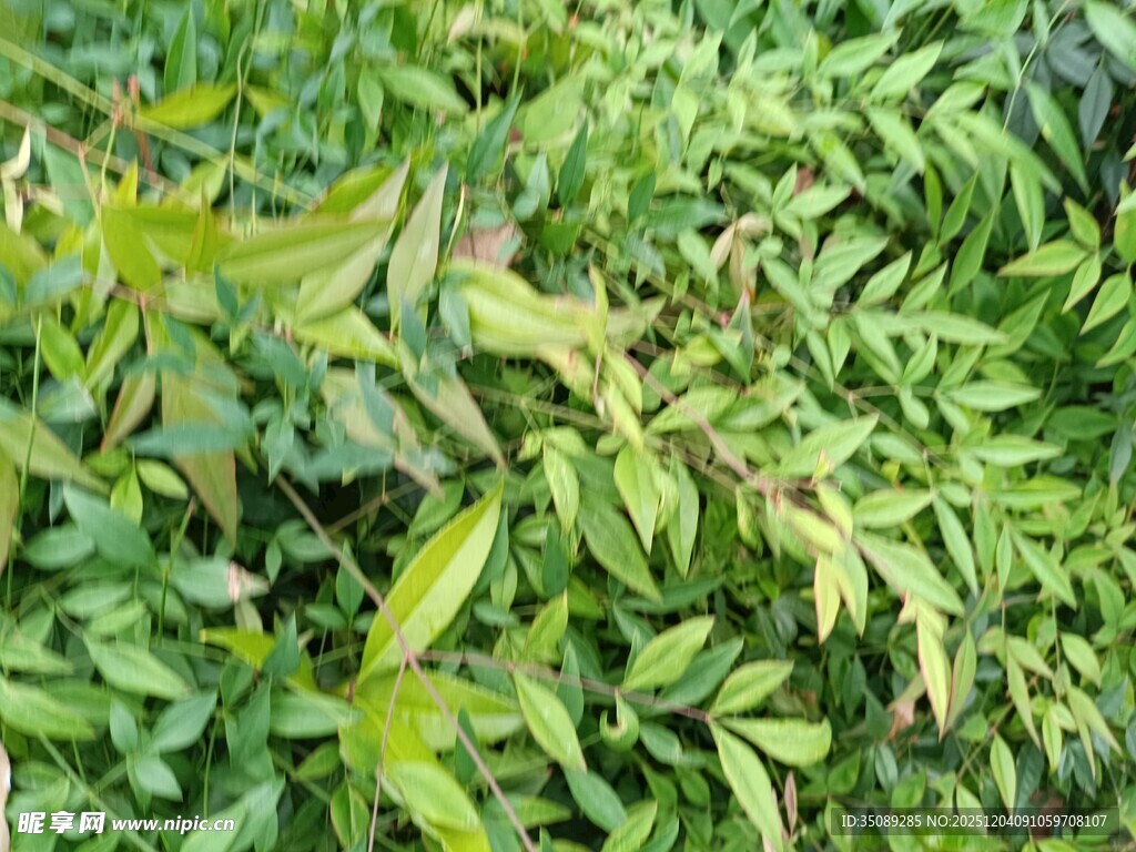 翠绿繁茂的植物叶片
