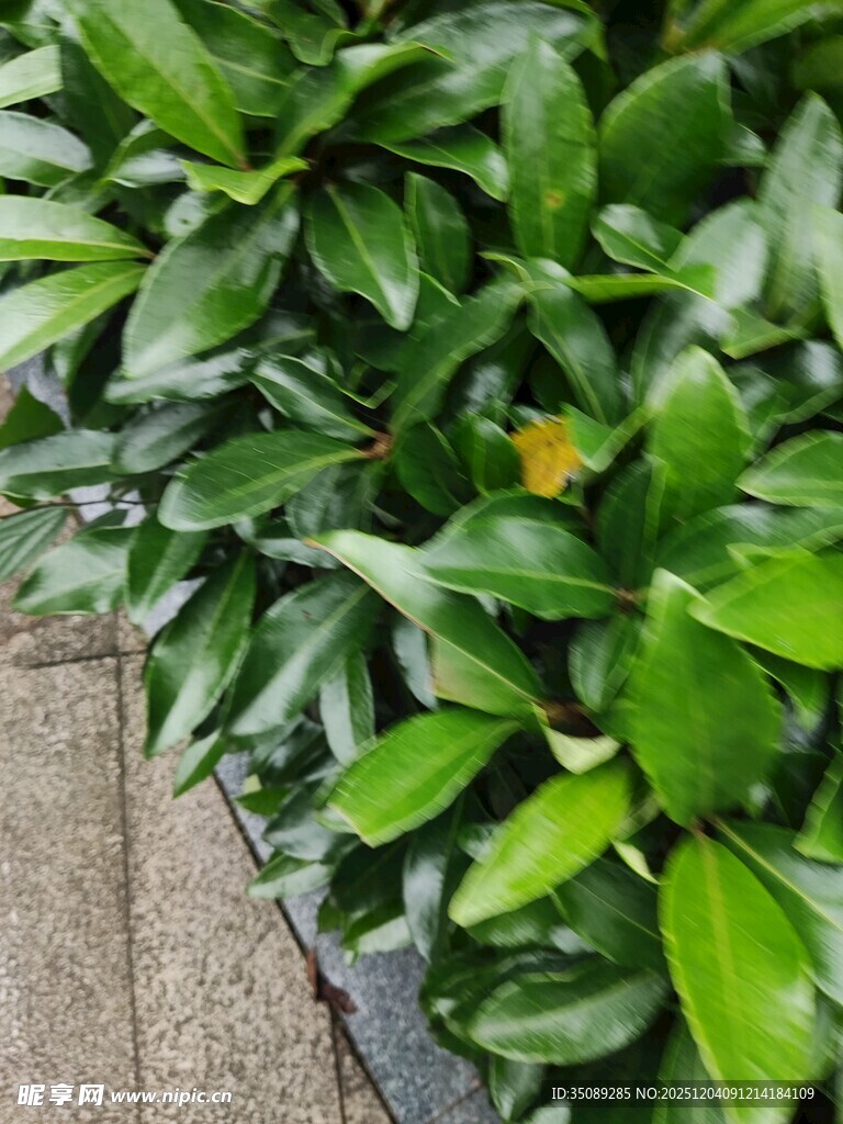 绿叶丛中一抹黄