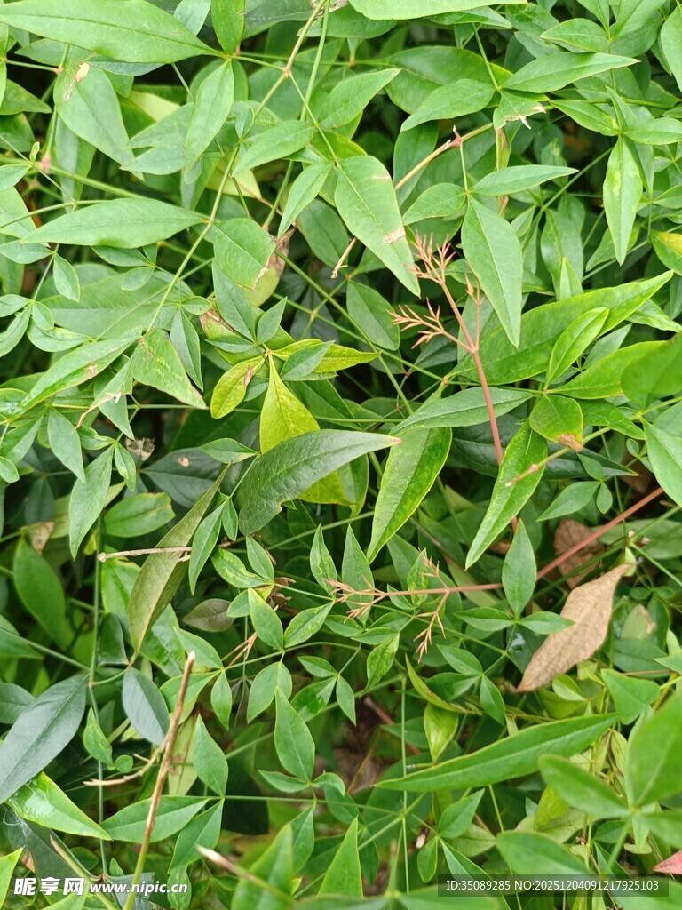 翠绿繁茂的植物叶片