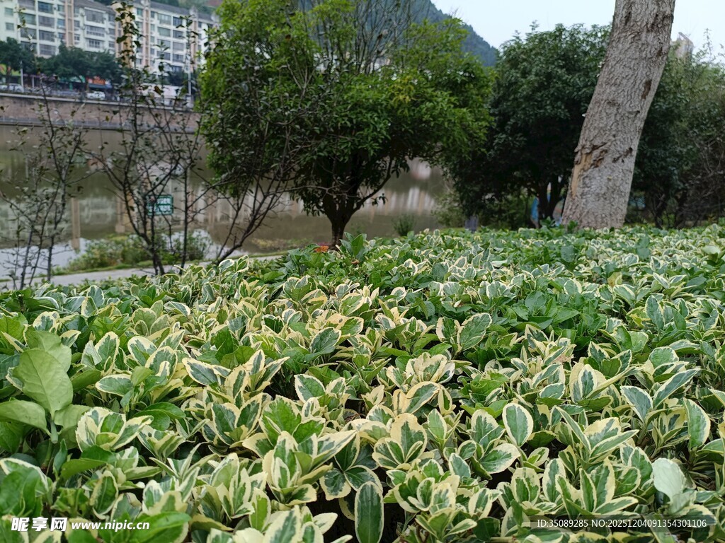 绿叶繁茂的户外植物景观