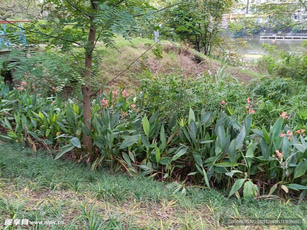 户外绿植丛生的自然景致