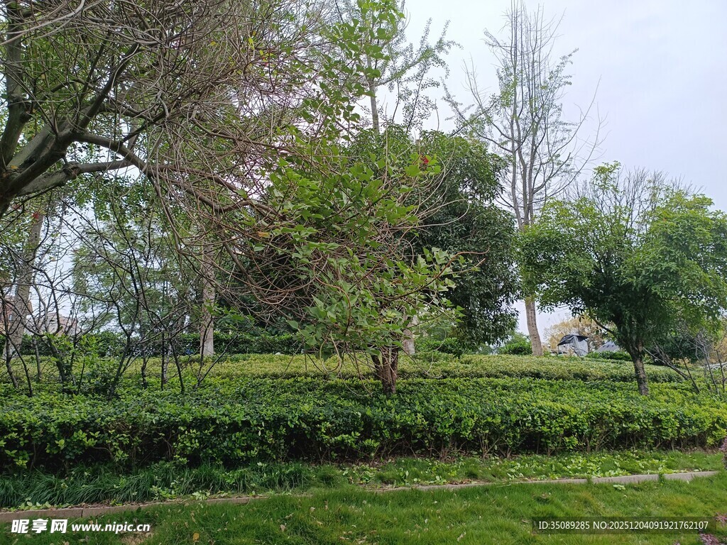 春日绿意盎然的户外景致