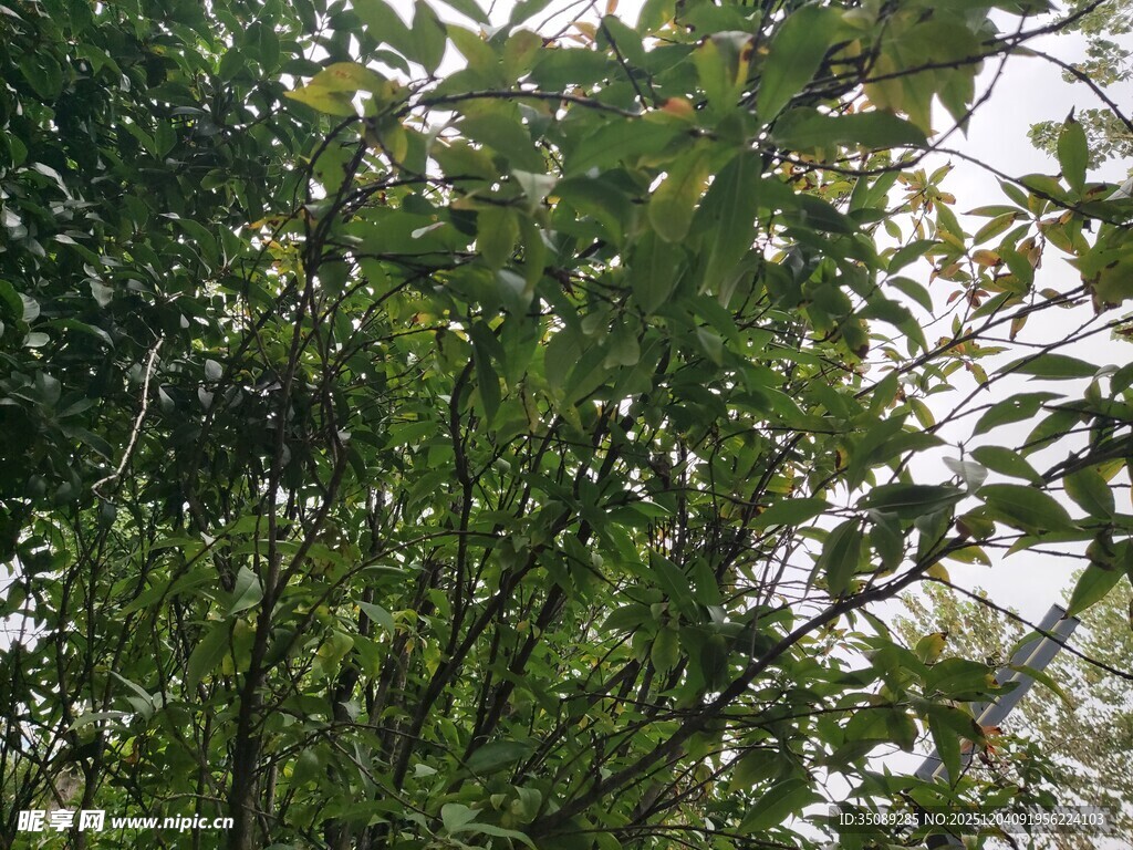 繁茂绿叶的生机景象