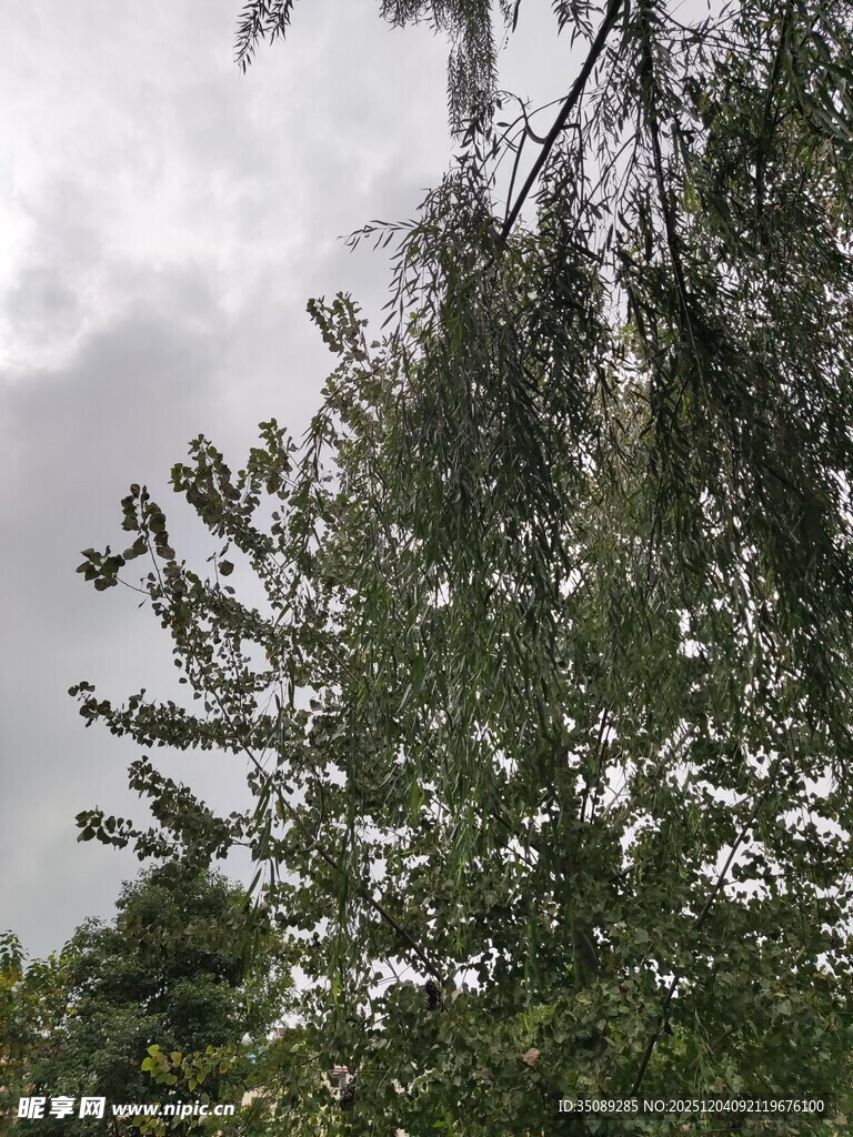 阴天中的葱郁树木