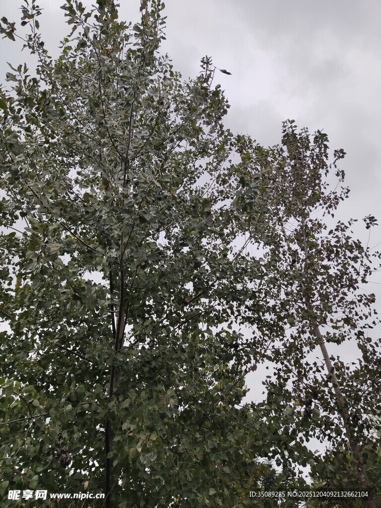 枝叶繁茂的大树