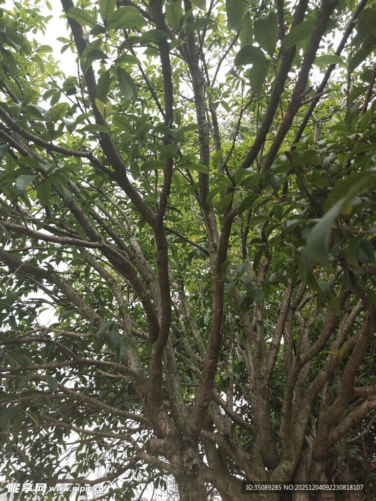 繁茂树木枝干景象