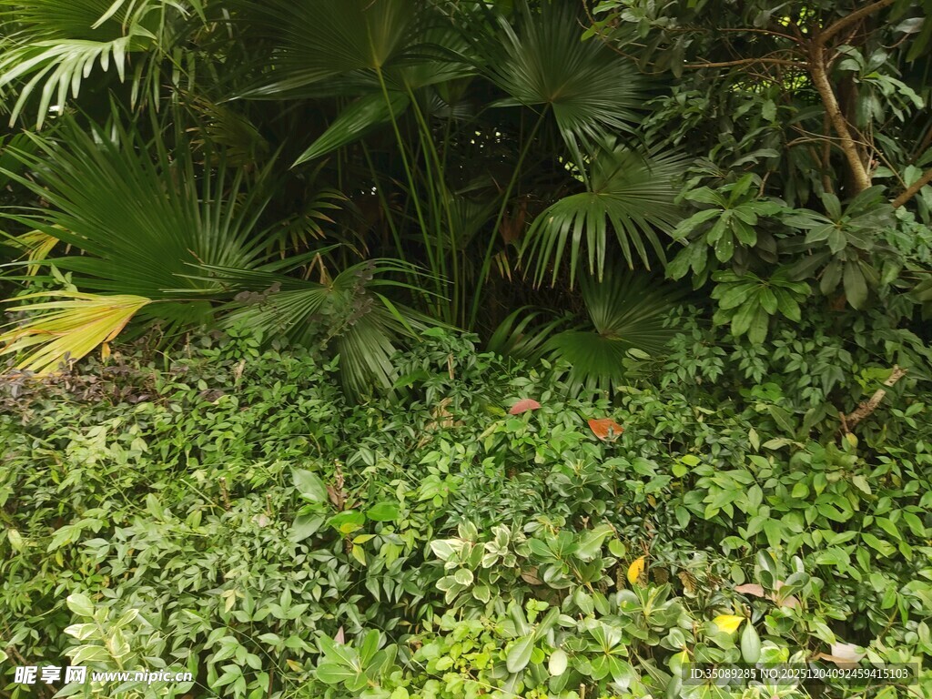 繁茂绿植景观
