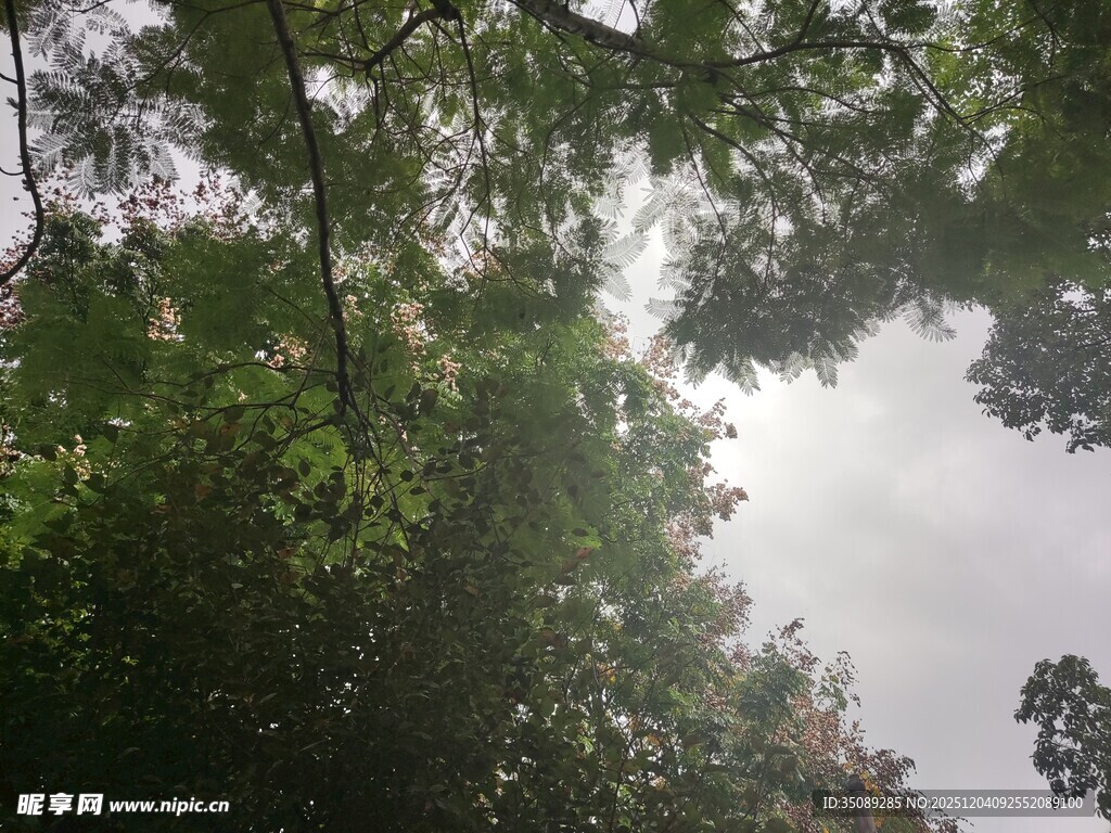 仰视茂密树林树冠景象