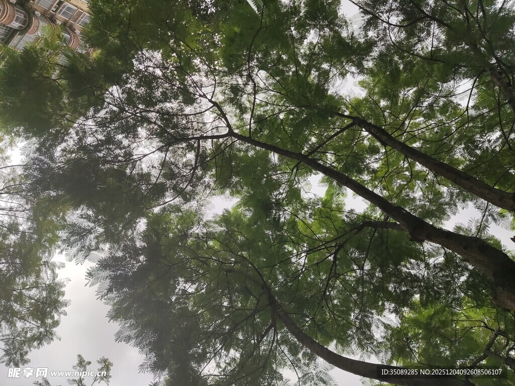 仰视浓密树冠绿意盎然