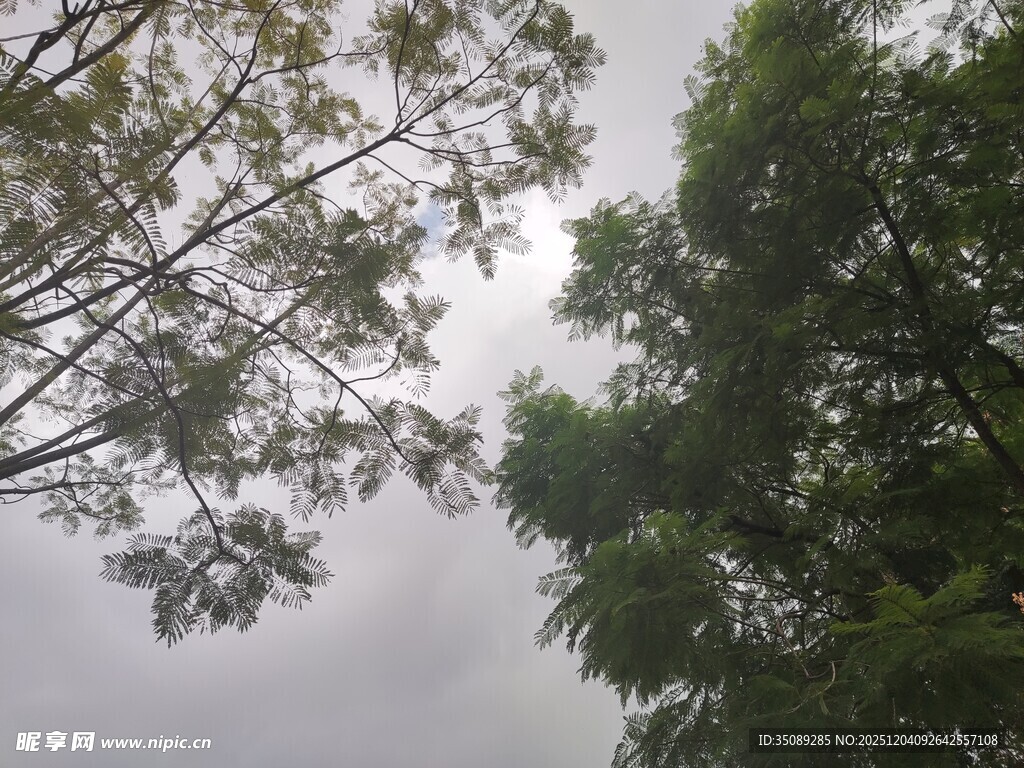 仰视林间树梢与天空