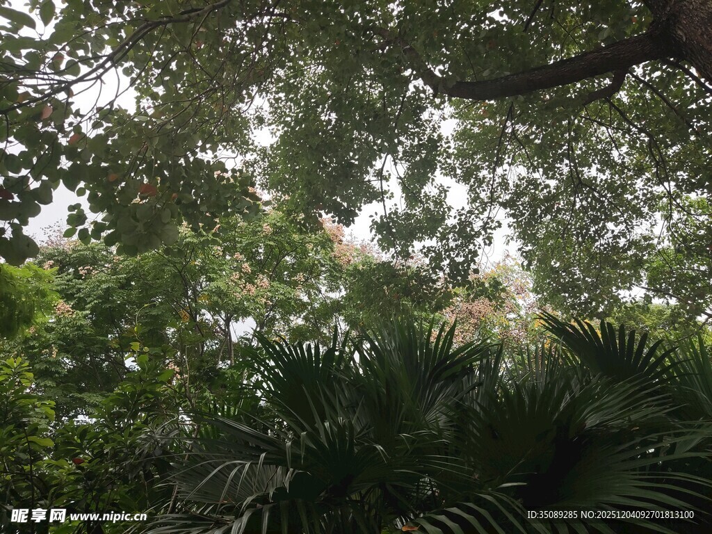 繁茂树林中的绿意景致